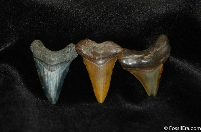 Small Megalodon Teeth #191